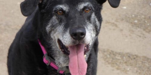 Photo of old black dog with tongue hanging out