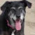 Photo of old black dog with tongue hanging out