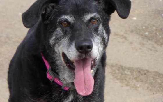 Photo of old black dog with tongue hanging out