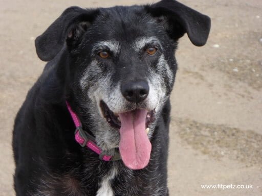 Photo of old black dog with tongue hanging out